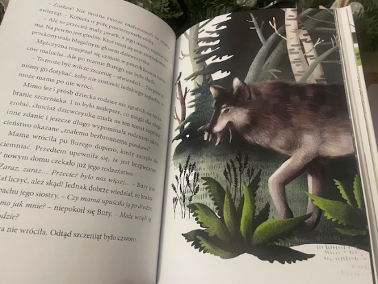 Bury i Bary. Wilk z lasu i pies ze schroniska